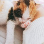 [고양이] 나도 내<b>딸래미</b> 자랑 !