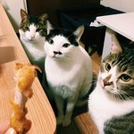 [고양이] 나도 해보는 고양이 자랑(3묘뚠뚠이들)