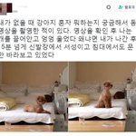 [댕댕이] 이거 느껴보고 싶으면