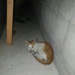 [고양이] 살려달란 소리가 간식달란 애교가 되기까지