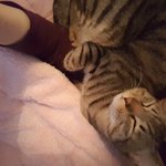 [고양이] 솜이솜이솜이&amp;사랑이