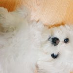 <b>울집</b> 멍뭉이 너무 이쁘게생겻어