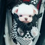 [댓글부탁해] 이 댕댕이 <b>종류</b> 뭐야ㅠㅠㅠㅠ