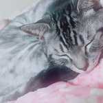 우리집 고양이 보고 갈<b>랭</b>?
