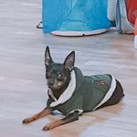 [꿈공유하자] 너네 꿈에서 <b>절대</b>못하는거있어?