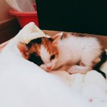 [고양이] 나도 내딸래미 자랑 (후기)