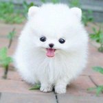 아이폰샀는데 웨딩<b>필터</b>너무조아ㅠㅠㅠ