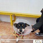 [강아지] 추석명절에 버려진 길동이