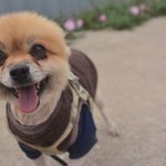 <b>퐁퐁</b> / 포메라니안/남아(중성화완료)/2살/5kg   *<b>퐁퐁</b>이는...