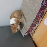 [고양이]나도해보는 고양이 자랑 2