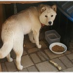 <b>전생</b>에 곰이었던 개
