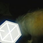 [EXO] 심심하면 우리집 기여미 봐<b>주</b><b>셈</b>