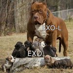 [EXO] ㅇㅅㅇ이라서 얻어맏는건 지금 어쩔수 없어 우리가 감당해야함