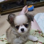 [강아지] 치와와 두리와 샤니