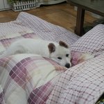 [강아지] 4일동안 정든건 아무것도 아니겠지?