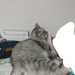 [드루와] 우리집 고양이 좀 봐라ㅅㅂ...