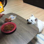 <b>애절</b>한 눈빛