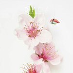 [댓글부탁해] 나 배경화면 <b>복숭아</b>꽃 해본다