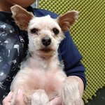 <b>노견</b> 요키를 도와주세요!공유부탁드립니다!