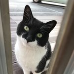 [고양이] 초코쿠키네 <b>번외</b>-산이