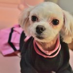 하나/말티즈/여아/3살/2kg_ 시골마을에 버려져 주인을 찾아 헤매던...