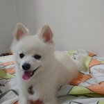 귀욤<b>댕이</b> 제 아들을 소개합니당