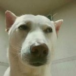 이 강아지 사람 <b>합성</b>한거임???