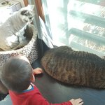 [고양이] 700일째 육아육묘