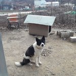 [강아지] 가족을 버린답니다