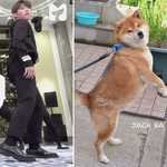 [박우진] 우진이랑 <b>시바견</b>짤 모은거 ㅋㅋㅋㅋㅋ