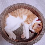 [고양이] 울집에 온지 40일이네요..