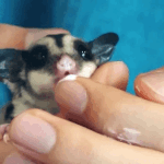 [방탄소년단] 애들 <b>동물</b> 태태앱 ㅅㅊ