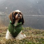[강아지] 우리 <b>시</b><b>츄</b> 순이 눈 구경