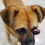 [강아지] 사고로 안구돌출된 <b>시우</b>