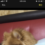 [댓글부탁해] 우리집개 남자 <b>배우</b> 닮았음!!