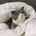 [고양이] 우리집으로 온 귀요미 냥이 ‘타코’ 자랑 (+길고양이...