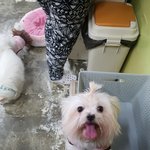 함께 버려진 말티모녀 사뿐이, <b>래미</b>를 봐주세요..