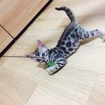 [고양이] 나는 <b>로저</b>, 직업은 고양이1