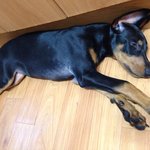 [강아지] 도베르만 <b>노블</b>이 꼬물이사진 올려봅니다~