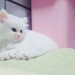 [고양이] 고양이 <b>분양</b>받은지 1주일째 !