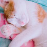 [고양이] <b>사랑</b>하는 나의 <b>아미</b>랑 치치랑18