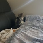 놀숲 아깽이 3마리 (까페 라떼 <b>모카</b>)