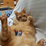 [다묘] [다묘 첫번째]10묘 복작복작 사랑방 고양이들