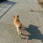 [큰멍멍이] 1년동안 동네 빌라주차장에서 유기견 생활을 했던 ,...