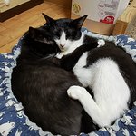[다묘] [다묘 두번째]고양이는 둘 이상이면 매력이 폭발!!