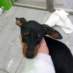 공고기간 종료!!안락사<b>임박</b>!