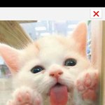 까치마을 고양이를 위해 돌 좀 차주세요