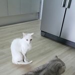 [냥줍] 유기묘 흰둥이의 3개월 변화