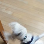 [ㅋㅋㅋㅋㅋ] 우리<b>집</b>강아지 넘어젔는데 <b>사진</b>찍힘ㅋㅋㅋㅋㅋㅋㅋㅋㅋㅋ...