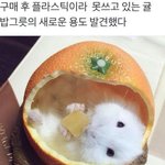 [EXO] 조팔 <b>햄</b><b>찌</b> 뽀스래기야